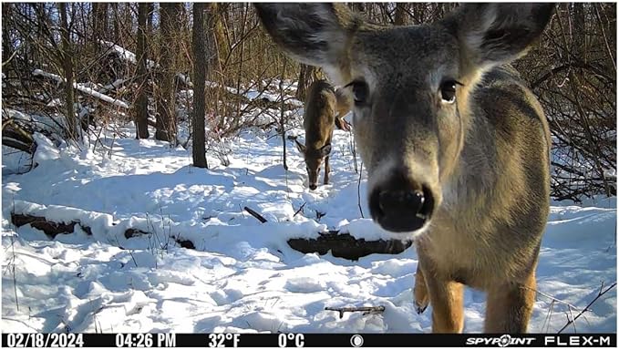 SPYPOINT Flex-M Cellular Trail Camera - Image 2